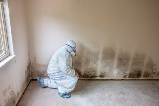 Mold Remediation for Vacation Homes in Santa Rosa, TX